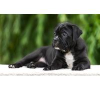 OZLHSP Puzzle geant Adulte 500 Piece Chiots Cane Corso Animaux 52x38cm