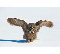 OZLHSP Puzzle geant Adulte 500 Piece Chouette lapone Chouettes Animaux 52x38cm