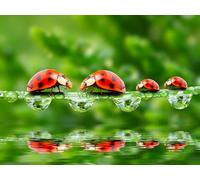OZLHSP Puzzle geant Adulte 500 Piece Coccinelles Animal 52x38cm