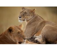 OZLHSP Puzzle Grande Taille Puzzle 1000 Piece Animaux Lion Grands félins 75x50cm