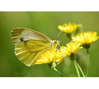 OZLHSP Puzzle Grande Taille Puzzle 500 Piece Animaux Papillons 52x38cm