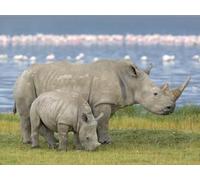 OZLHSP Puzzle Grande Taille Puzzle 500 Piece Animaux rhinocéros 52x38cm
