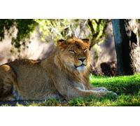 OZLHSP Puzzle Grande Taille Puzzle 500 Piece Lions Grands Animaux 52x38cm