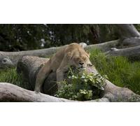 OZLHSP Puzzle Impossible Puzzle 1000 Piece Lions Grands félins Animaux 75x50cm