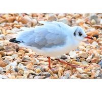 OZLHSP Puzzle Impossible Puzzle 500 Piece Animaux de la Mouette 52x38cm
