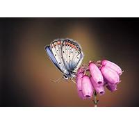 OZLHSP Puzzle Impossible Puzzle 500 Piece Animaux Papillons 52x38cm