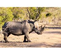 OZLHSP Puzzle Impossible Puzzle 500 Piece Animaux rhinocéros 52x38cm