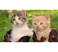 OZLHSP Puzzle Impossible Puzzle 500 Piece Chats Chatons Animaux 52x38cm