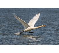 OZLHSP Puzzle Impossible Puzzle 500 Piece Les cygnes envolent Les Animaux 52x38cm