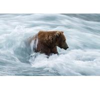 OZLHSP Puzzle Impossible Puzzle 500 Piece Un grizzli Fait Signe à Un Animal de la rivière 52x38cm