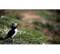 OZLHSP Puzzle Jigsaw 1000 pièces Animal des impasses 75x50cm