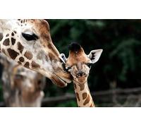 OZLHSP Puzzle Jigsaw 1000 piècesenfant Garcon Animaux girafes 75x50cm