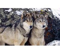 OZLHSP Puzzle Jigsaw 1500 pièces Animaux Loups 87x57cm