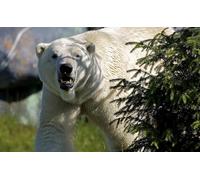 OZLHSP Puzzle Jigsaw 1500 pièces Ours du Nord 87x57cm