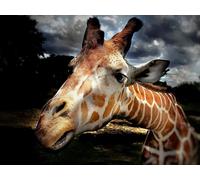 OZLHSP Puzzle Jigsaw 500 pièces Animaux girafes 52x38cm