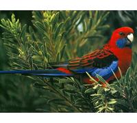 OZLHSP Puzzle Jigsaw 500 pièces Perroquets Animaux 52x38cm