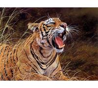 OZLHSP Puzzle Jigsaw 500 pièces Tigres Grands félins Animaux 52x38cm