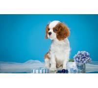 OZLHSP Puzzle Jigsaw 500 piècesenfant Garcon Chiots Épagneul King Charles Spaniel Animal 52x38cm