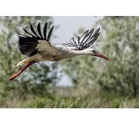 OZLHSP Puzzle Jigsaw 500 piècesenfant Garcon Cigognes Animaux 52x38cm