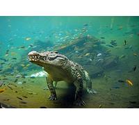 OZLHSP Puzzle Jigsaw 500 piècesenfant Garcon Crocodiles Animal 52x38cm