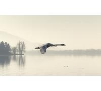 OZLHSP Puzzle Jigsaw 500 piècesenfant Garcon Cygnes Animaux 52x38cm