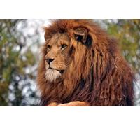 OZLHSP Puzzle Noel 1000 Pieces Lions Grands félins Animaux 75x50cm