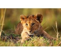 OZLHSP Puzzle Noel 1500 pièces Lions Grands félins 87x57cm