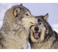 OZLHSP Puzzle Noel 1500 pièces Loups Animal 87x57cm