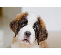 OZLHSP Puzzle Noel 1500 pièces Saint-Bernard Animal 87x57cm