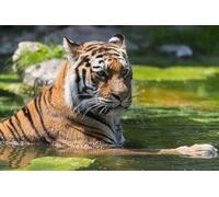 OZLHSP Puzzle Noel 1500 pièces Tigres Grands félins Animaux 87x57cm