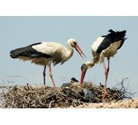 OZLHSP Puzzle Noel 500 pièces Cigognes Animaux 52x38cm