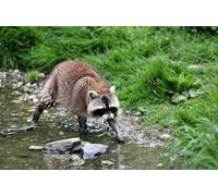 OZLHSP Puzzle Noel 500 pièces Ratons laveurs Animal 52x38cm