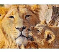 OZLHSP Puzzle pièces Adultes 1000 Lions Grands Animaux 75x50cm