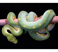 OZLHSP Puzzle pièces Adultes 1000 Serpents Animaux 75x50cm