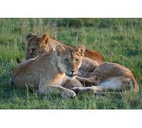 OZLHSP Puzzle pièces Adultes 500 Animaux Lions Grands félins 52x38cm