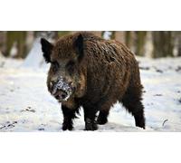 OZLHSP Puzzle pour Adulte Puzzle 500 Pieces Animaux sangliers 52x38cm