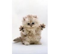 OZLHSP Puzzle pour Adulte Puzzle 500 Pieces Chatons Animaux 52x38cm