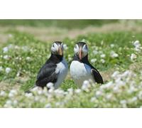 OZLHSP Puzzle pour Adulte Puzzle 500 Pieces Impasses Animaux Exotiques 52x38cm