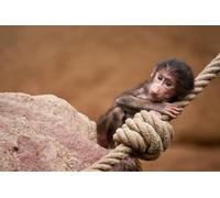 OZLHSP Puzzle pour Adulte Puzzle 500 Pieces Singes Bébés babouins Animaux 52x38cm