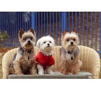 OZLHSP Puzzle vilainous Puzzle 1000 Piece Bichon Havanais Yorkshire 75x50cm