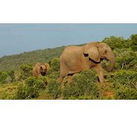 OZLHSP Puzzle vilainous Puzzle 500 Piece Bébés éléphants 52x38cm