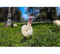 OZLHSP Puzzle vilainous Puzzle 500 Piece Perdrix Animal 52x38cm