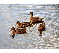 OZLHSP puzzle1 000 pièces Canards Animaux 87x57cm