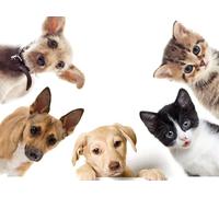 OZLHSP puzzle1 000 pièces Chiots Chatons Animaux 52x38cm