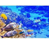 OZLHSP puzzle1 000 pièces Poisson Récif corallien Animal Tropical 75x50cm