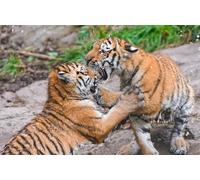 OZLHSP Puzzles 1000 pièces Classiques Tigres Grands félins Combats Animaux 75x50cm