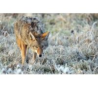 OZLHSP Puzzles 1500 pièces Animaux Loups 87x57cm