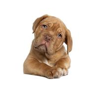 OZLHSP Puzzles 1500 pièces Chiot Dogue de Bordeaux Animal 87x57cm