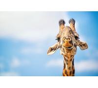 OZLHSP Puzzles 1500 pièces Classiques Girafes Animaux 87x57cm