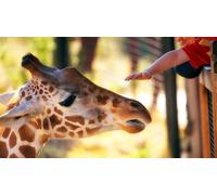 OZLHSP Puzzles 1500 pièces Classiques Girafes Animaux 87x57cm
